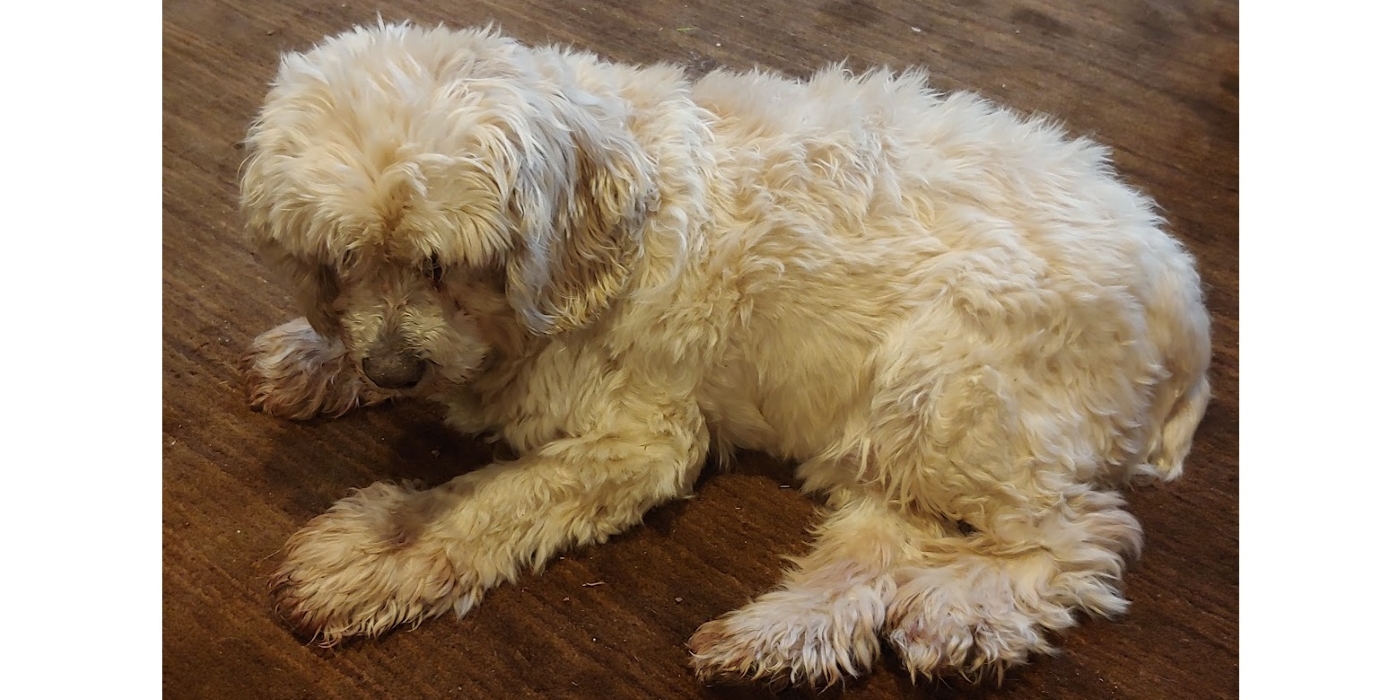 The Dog Doctor Told Me That I Needed to Change The Dog Doctor Told Me That I Needed to Change